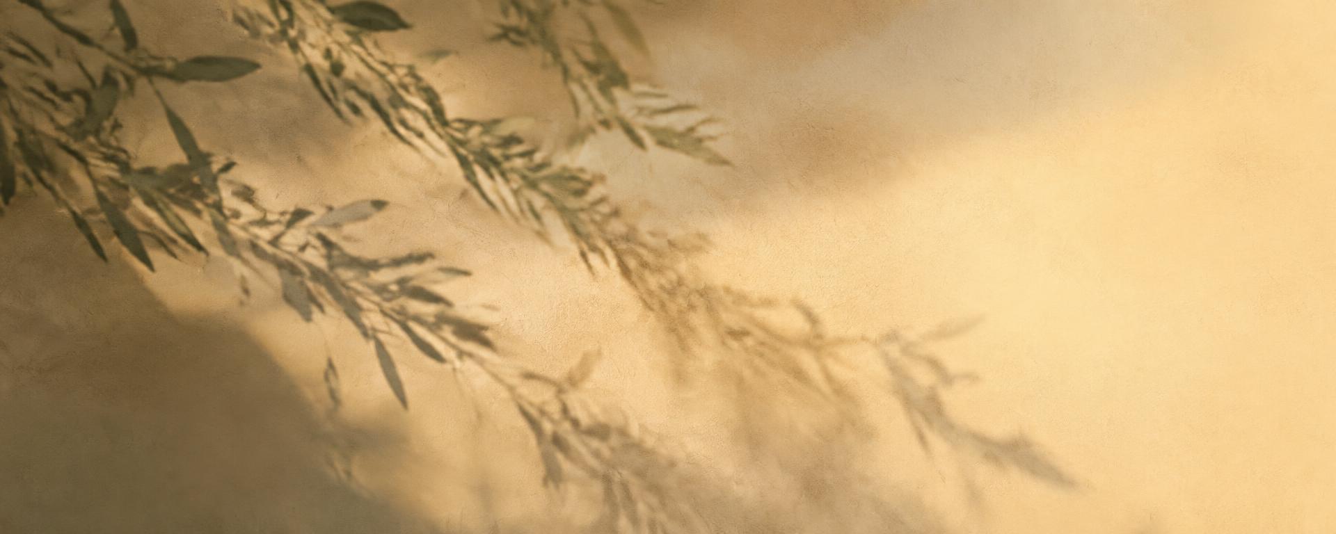Olive branch shadows on warm plaster